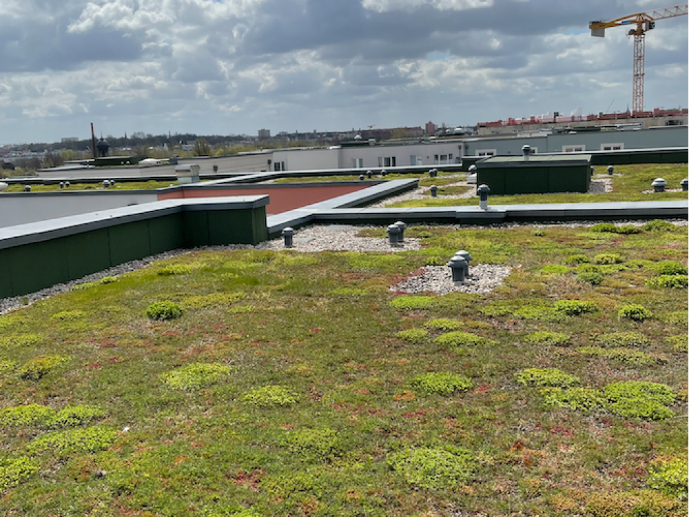 Dachdecker Berlin - Gründach